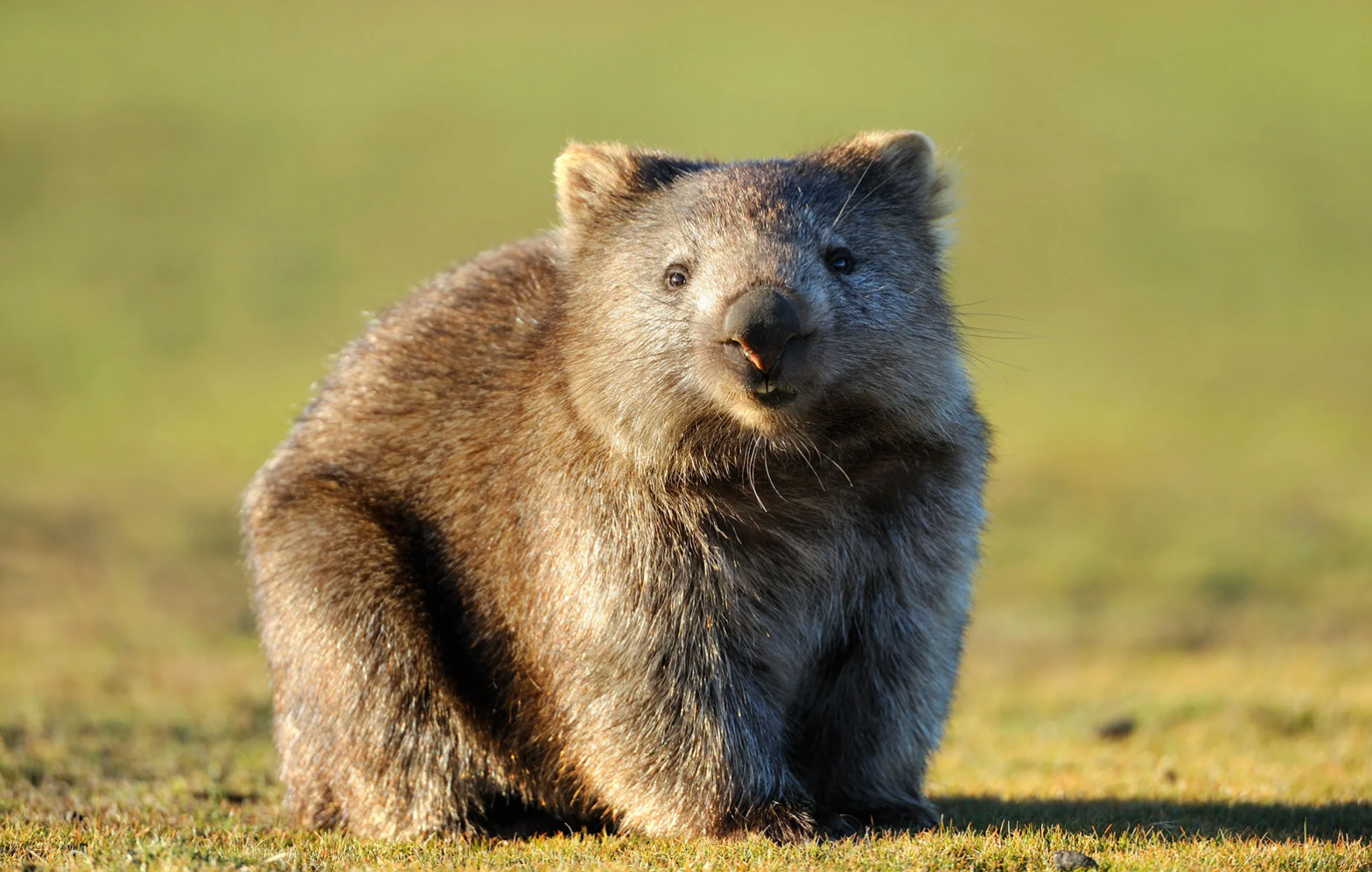 💩 Why Do Wombats Have Square Poop? (왜 웜뱃의 똥은 네모날까?)의 썸네일 이미지