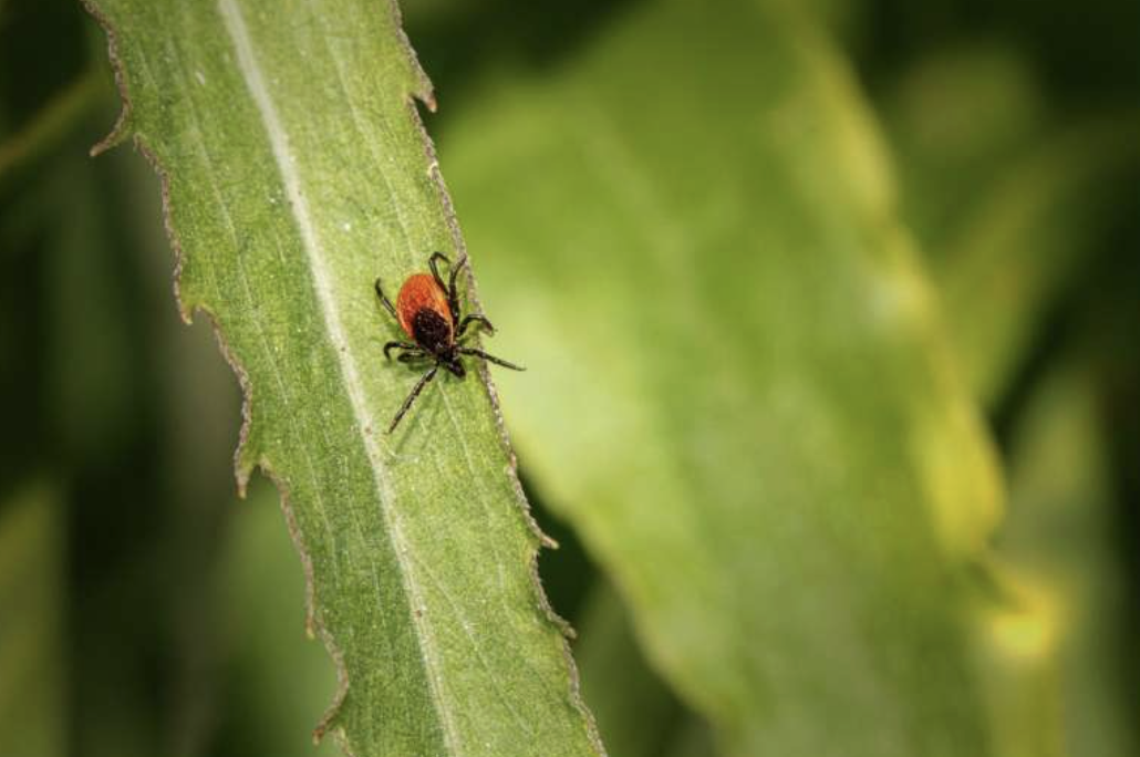 🪳 Ticking Time Bomb: Tick Encounters Among Northeastern U.S. Farmers (시한폭탄이 된 진드기 문제: 미국 북동부 농부들이 겪는 현실)의 썸네일 이미지