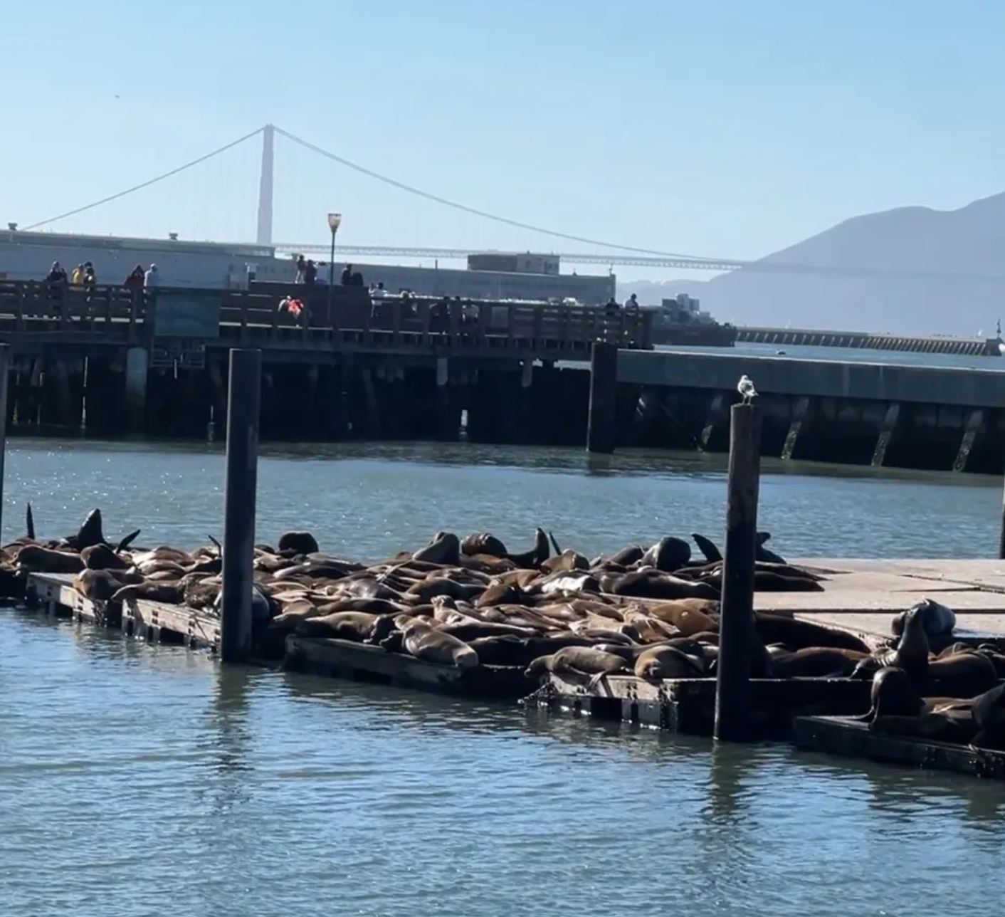 넓은 바다 두고 좁은 갑판에 다닥다닥 모여 있으면서 서로 투닥거리던 물개들