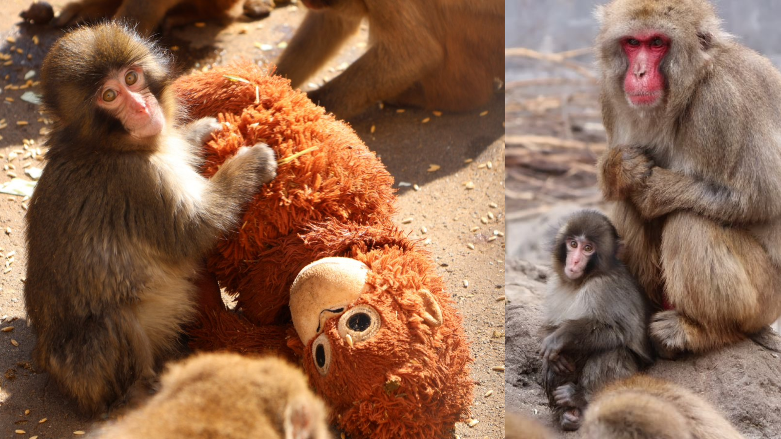 이미지 출처 :&nbsp;이치카와시 동식물원 X @ichikawa_zoo