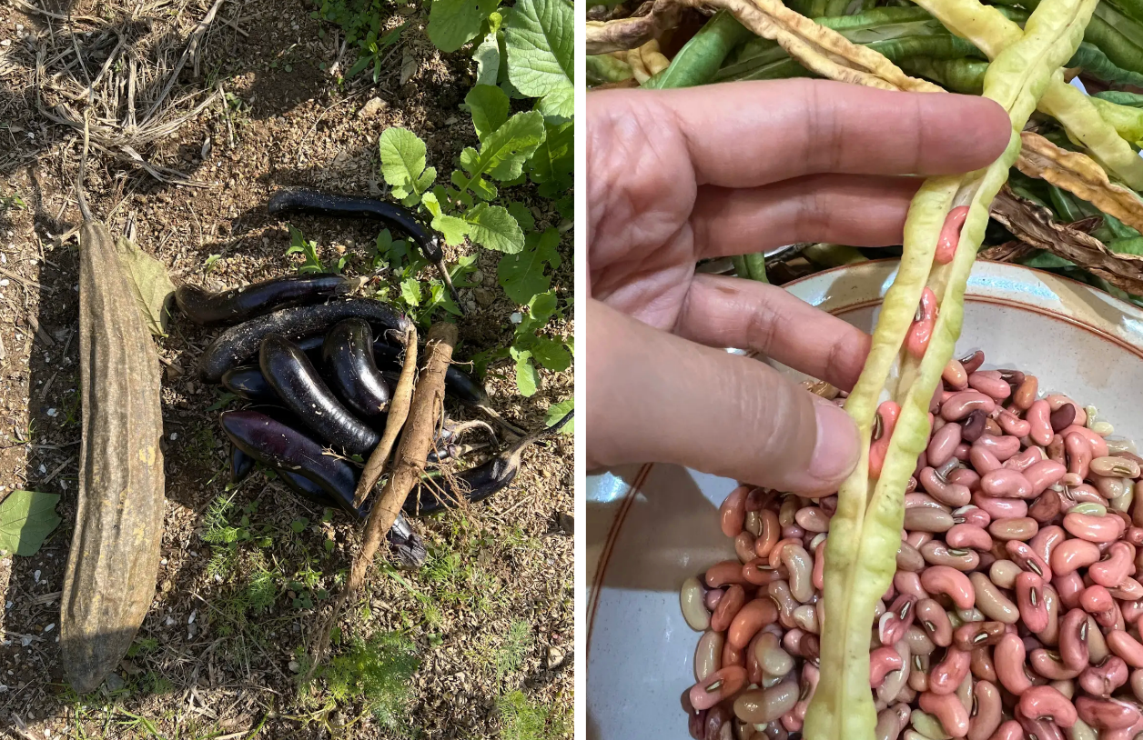 수리님이 직접 재배한 가지와 콩