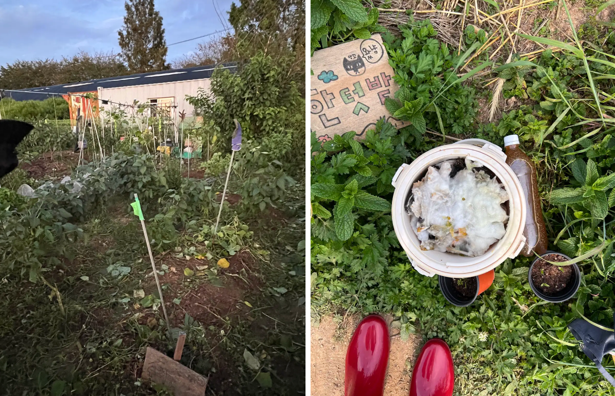 수리님의 텃밭과 발효 음식물 쓰레기