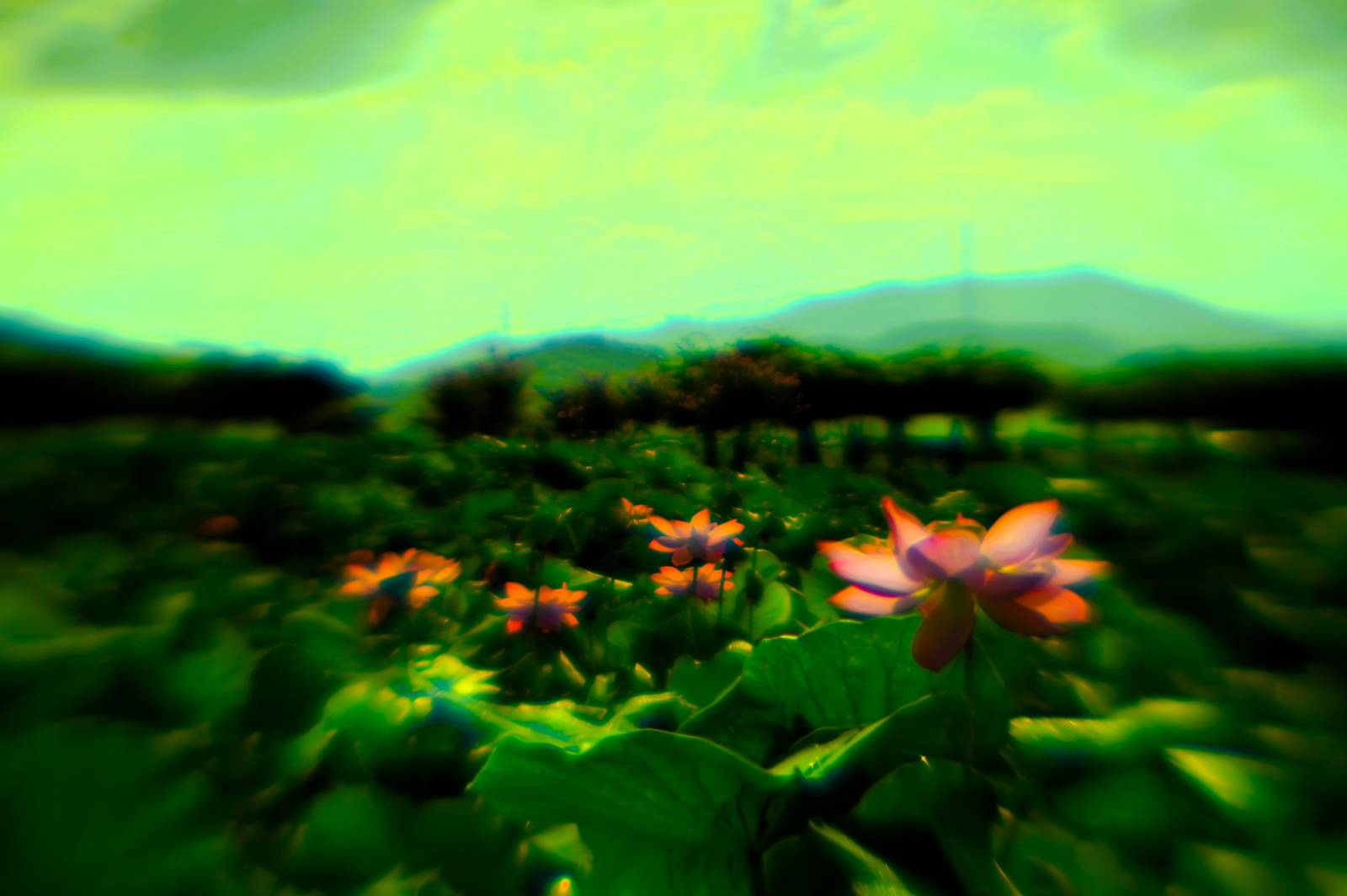 첨부 이미지