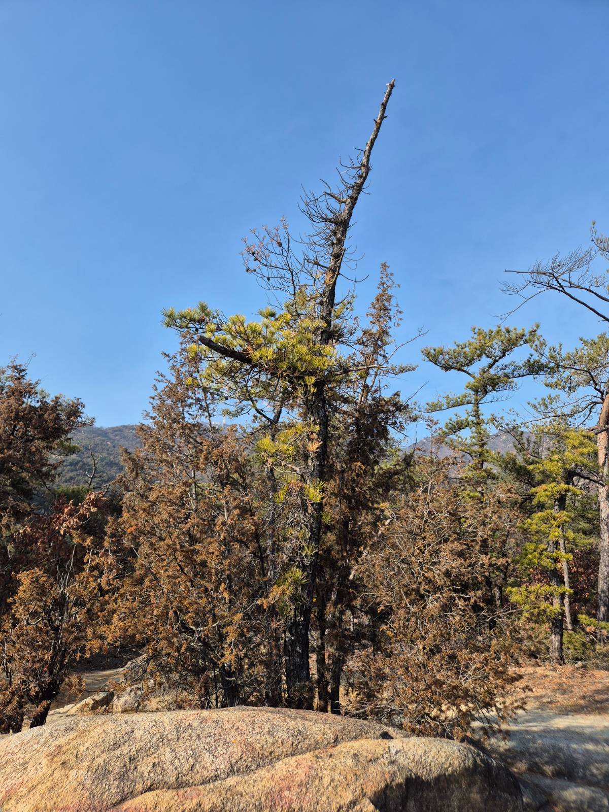 낙화(落花)의 썸네일 이미지