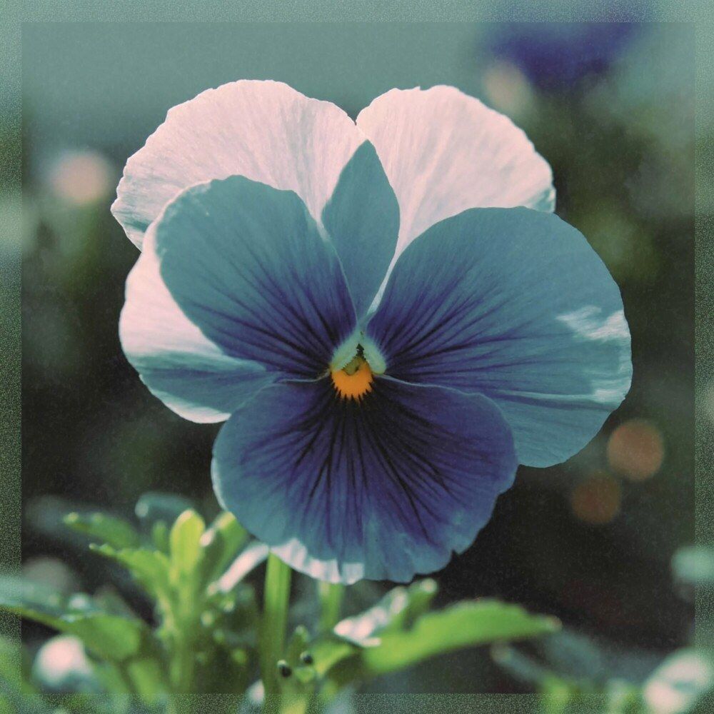 pancy_ Flower Languages (EP 04.07)