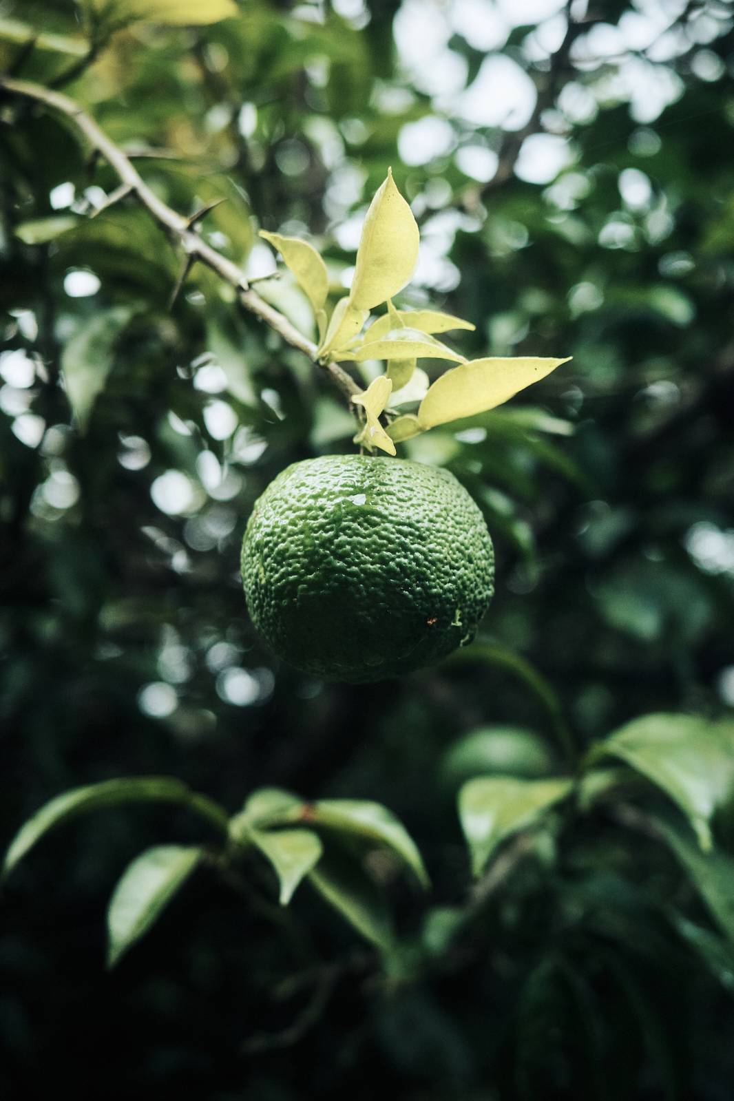 [10月 30日] ㅊ과 ㅇㅎ에 관한 ㅇㅇㅊ 일지의 썸네일 이미지