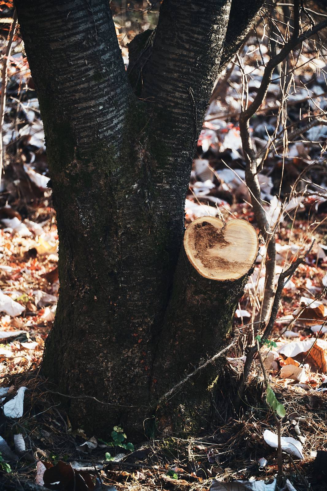 [인터미션 #2] ㅊ과 ㅇㅎ에 관한 ㅇㅇㅊ 일지의 썸네일 이미지