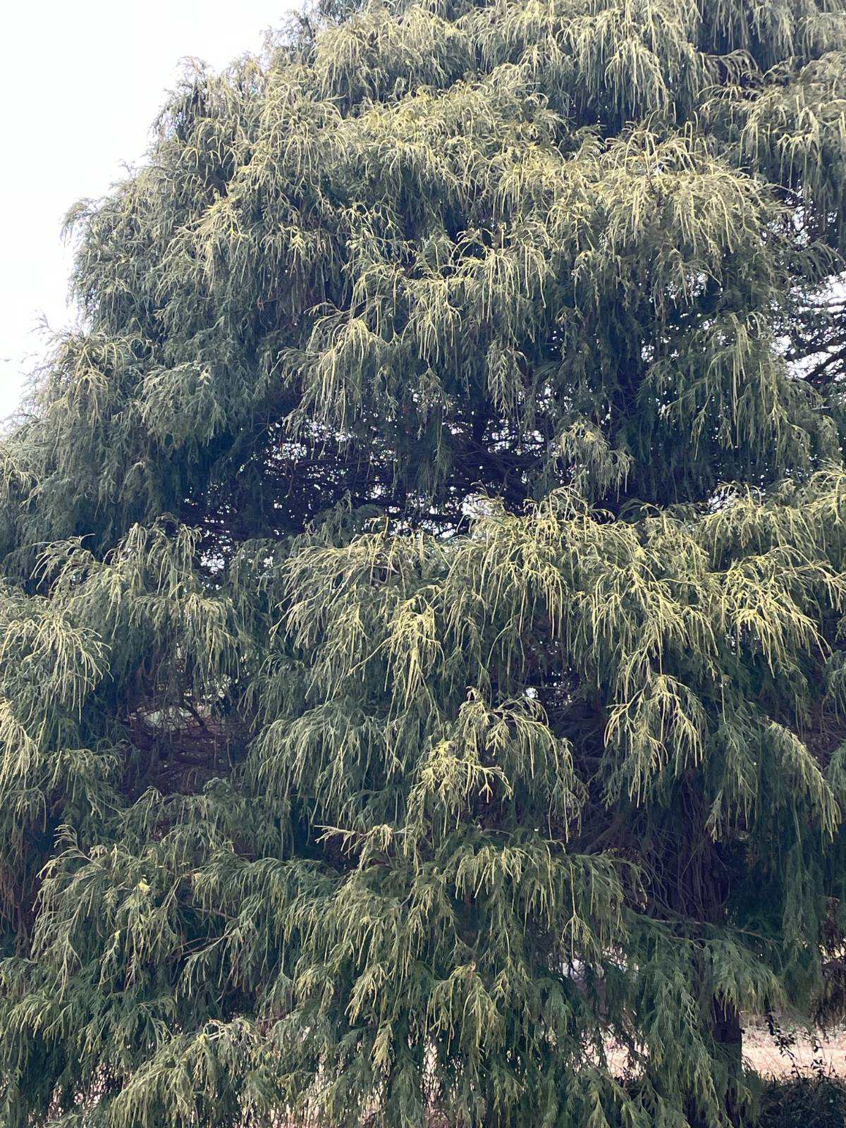 전남 산림연구원의 황금실화백. 나무를 늘 신기해 한다. 최근 ‘나무’ 책을 가까이 두고 읽고 있기도 하다.