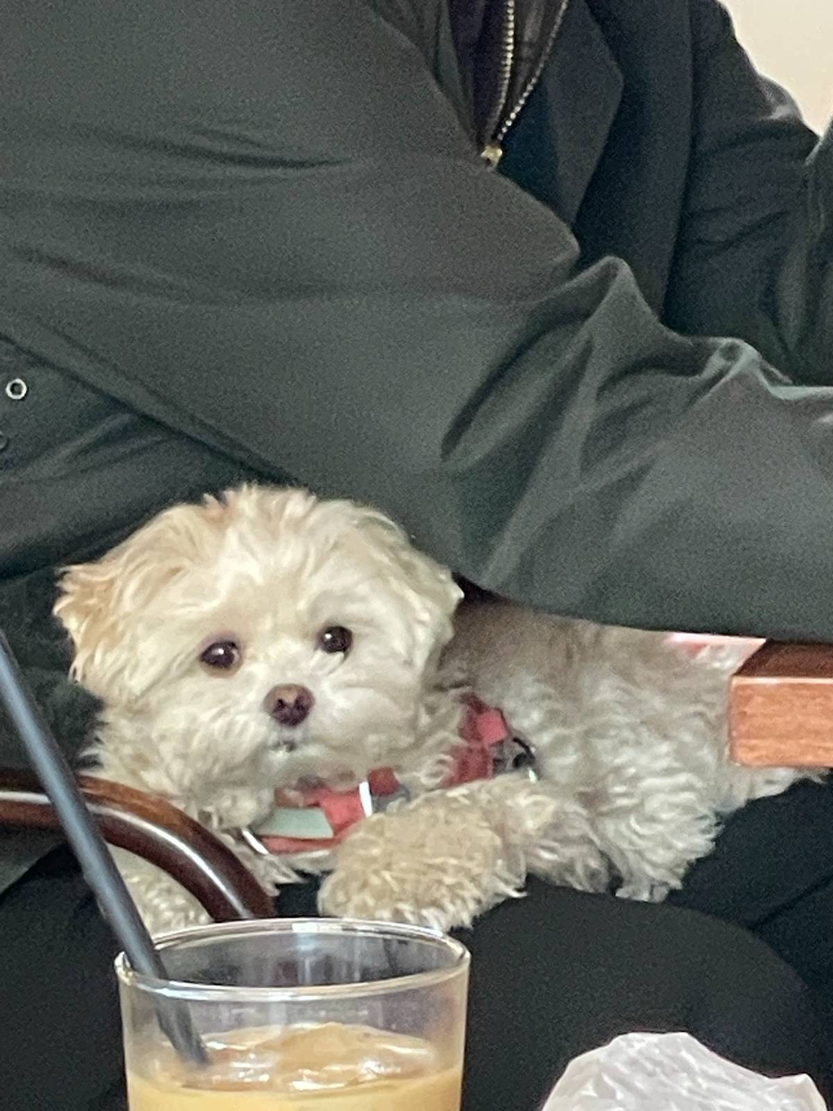 카페에서 귀여운 강아지를 보면 늘 하는 생각: '제발 내게 와줘'