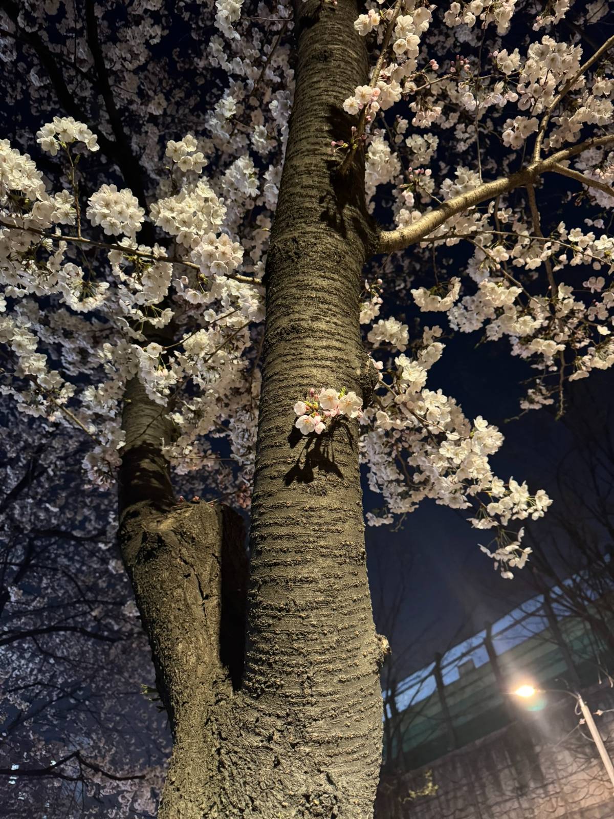 예술의 전당에서, 엄마의 눈높이에서