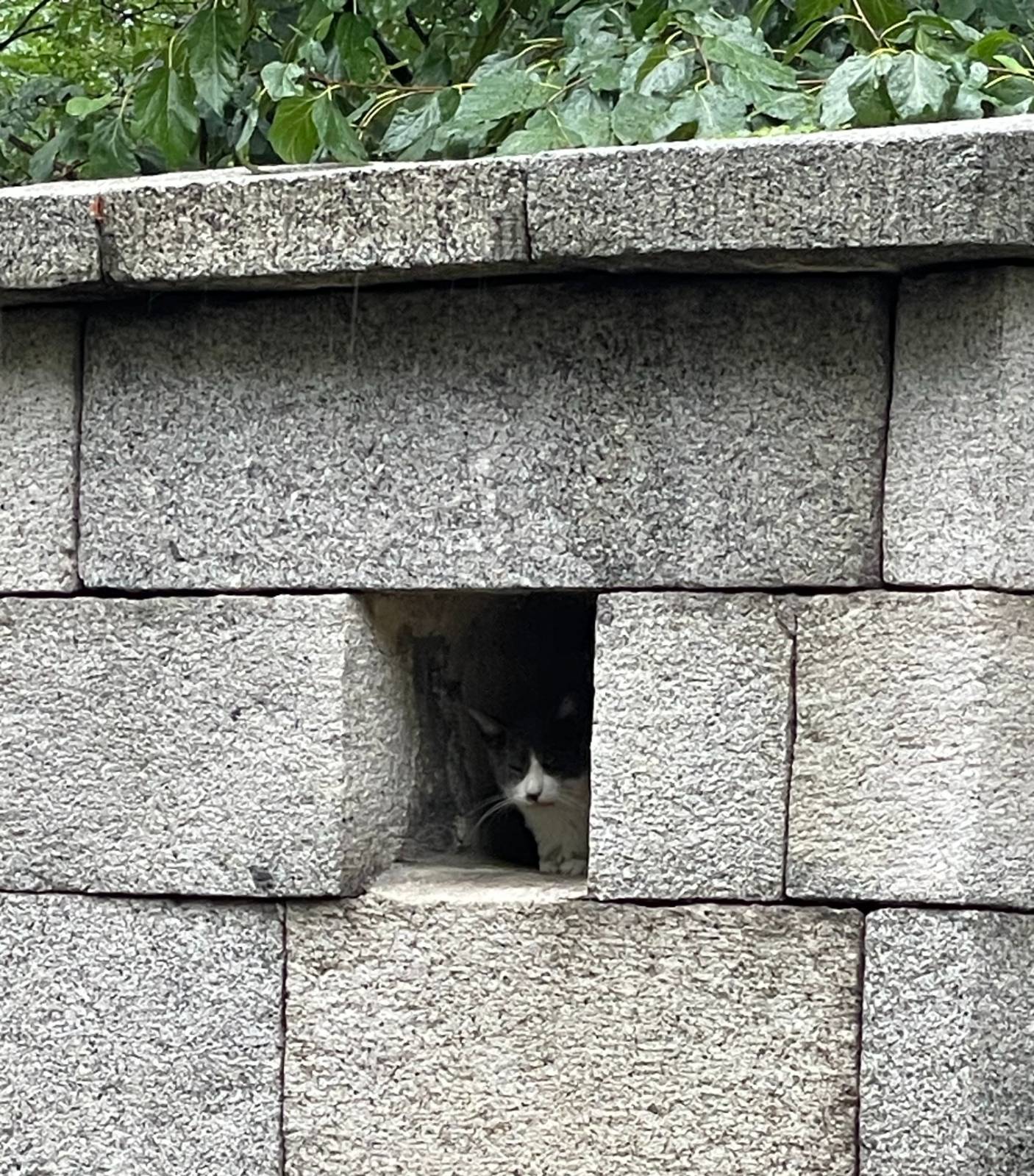 숨은 고양이 찾기!