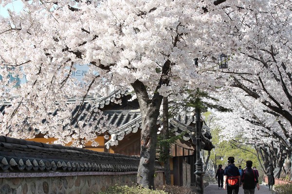 강화산성 벚꽃길