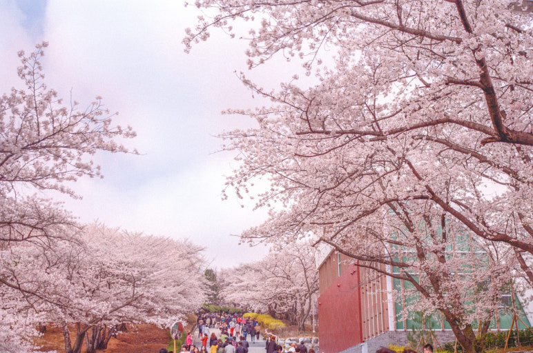 SK 인천 석유 화학 벚꽃 동산