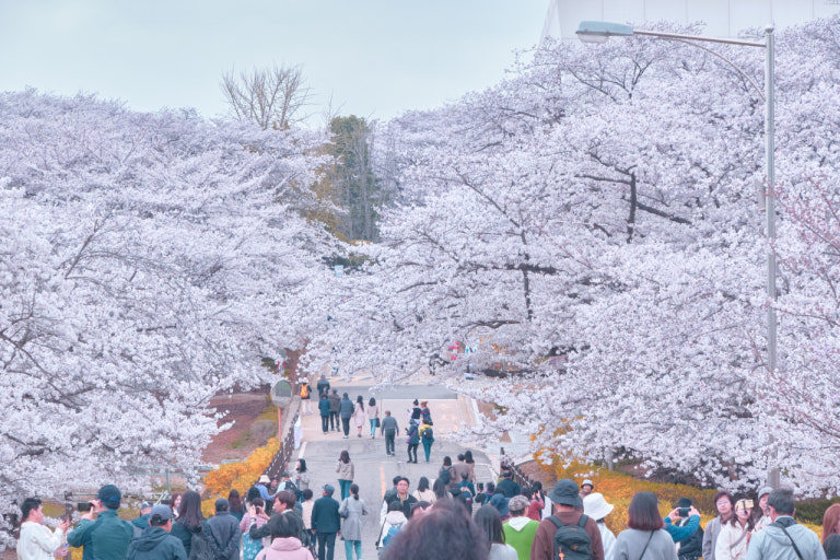 SK 인천 석유 화학 벚꽃 동산