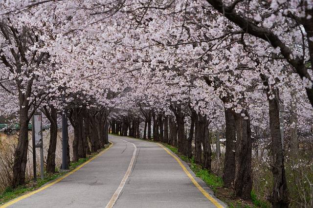 벚꽃길