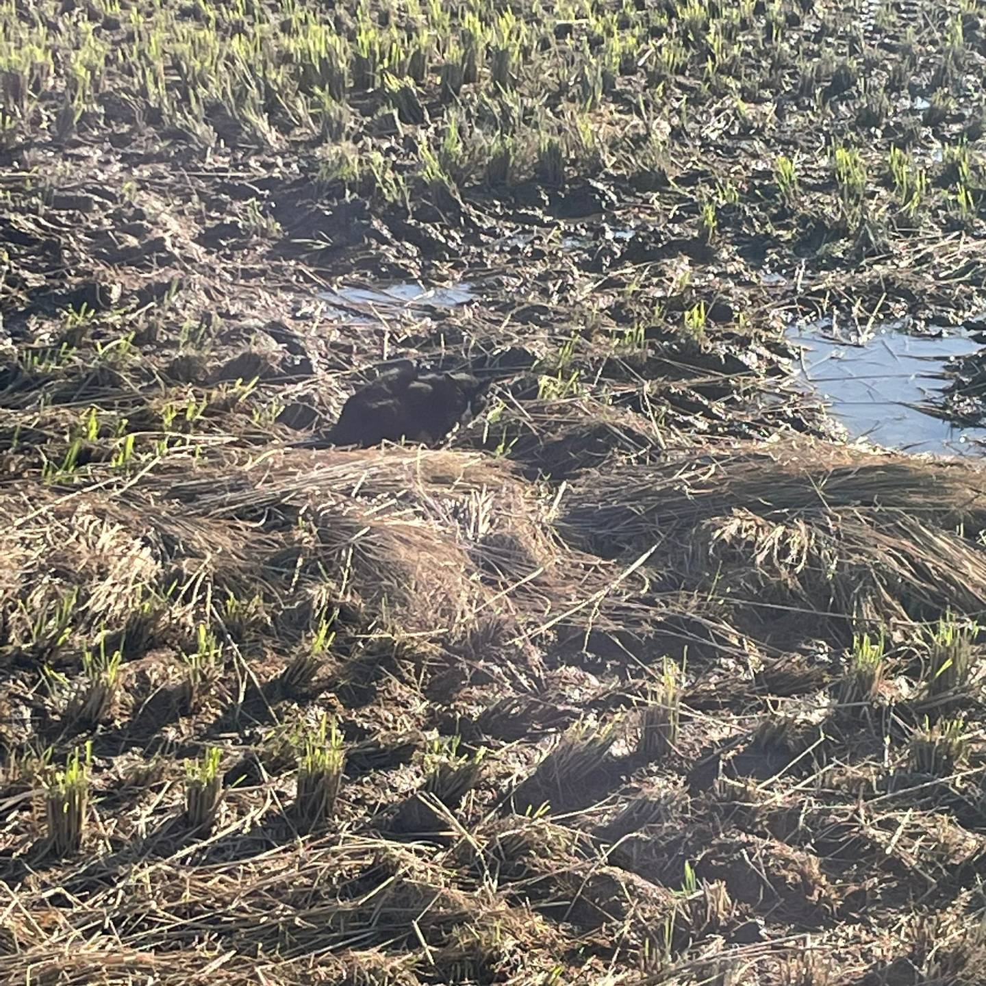 기억 접속 코드 : 초록병과 황도, 그리고 쌍둥이 형제 의 썸네일 이미지