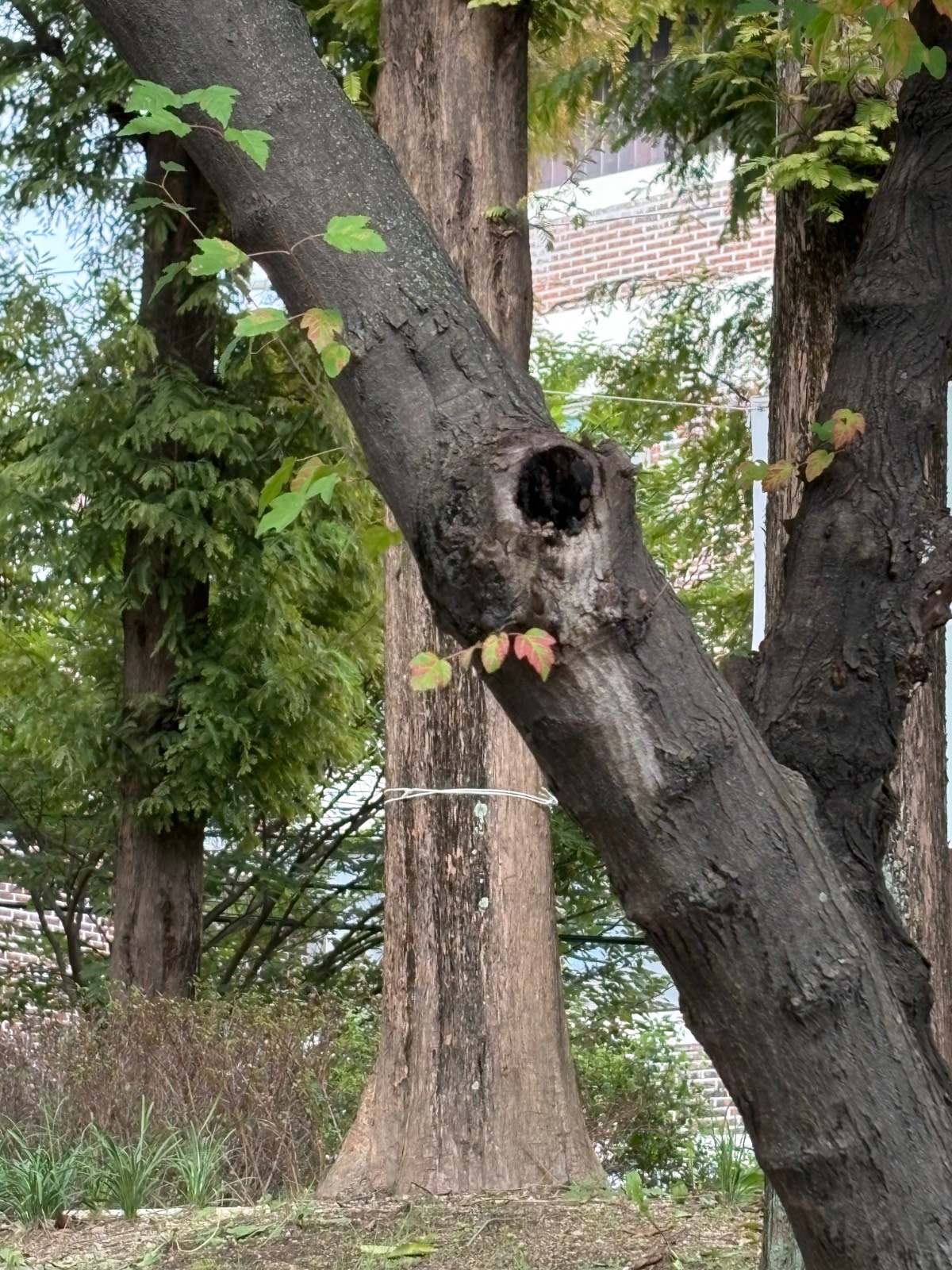 🖼️의 썸네일 이미지
