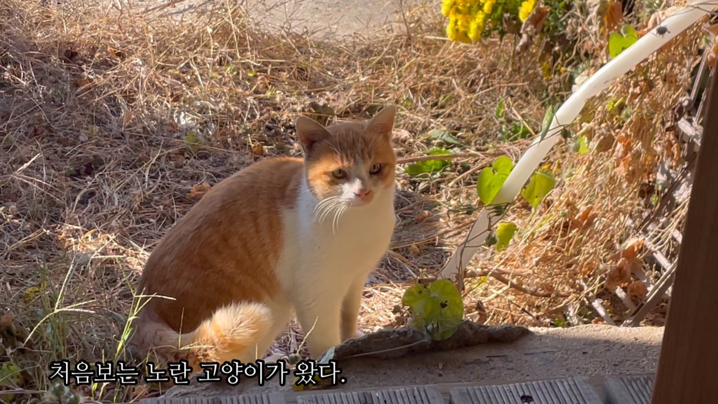 4년 전 요즘 - 2021 1113의 썸네일 이미지