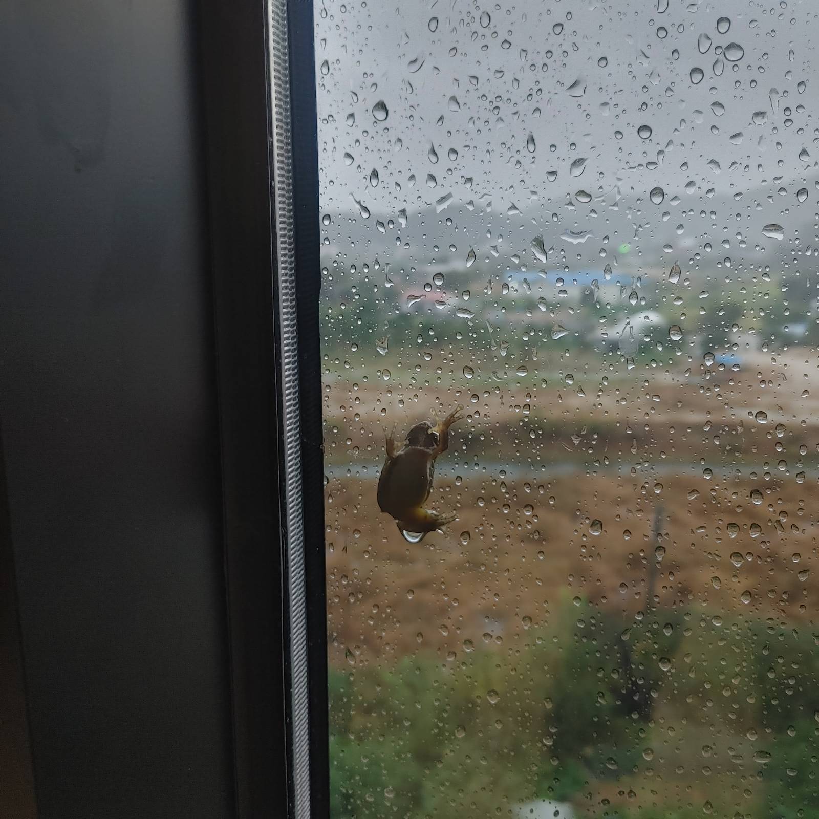 개구리는 어떻게 4층 창문에 매달렸을까의 썸네일 이미지