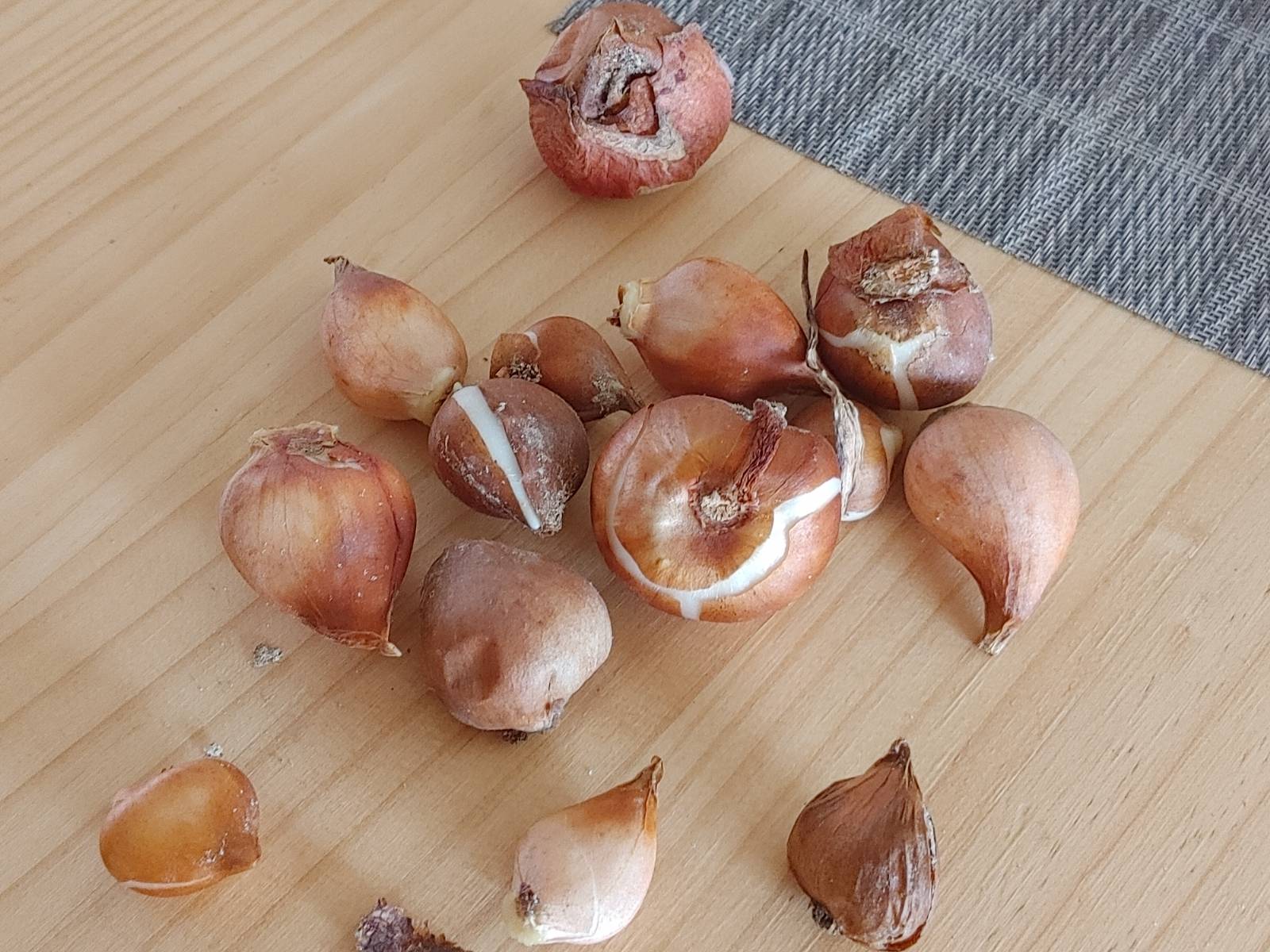 가을, 수선화를 심는 계절의 썸네일 이미지