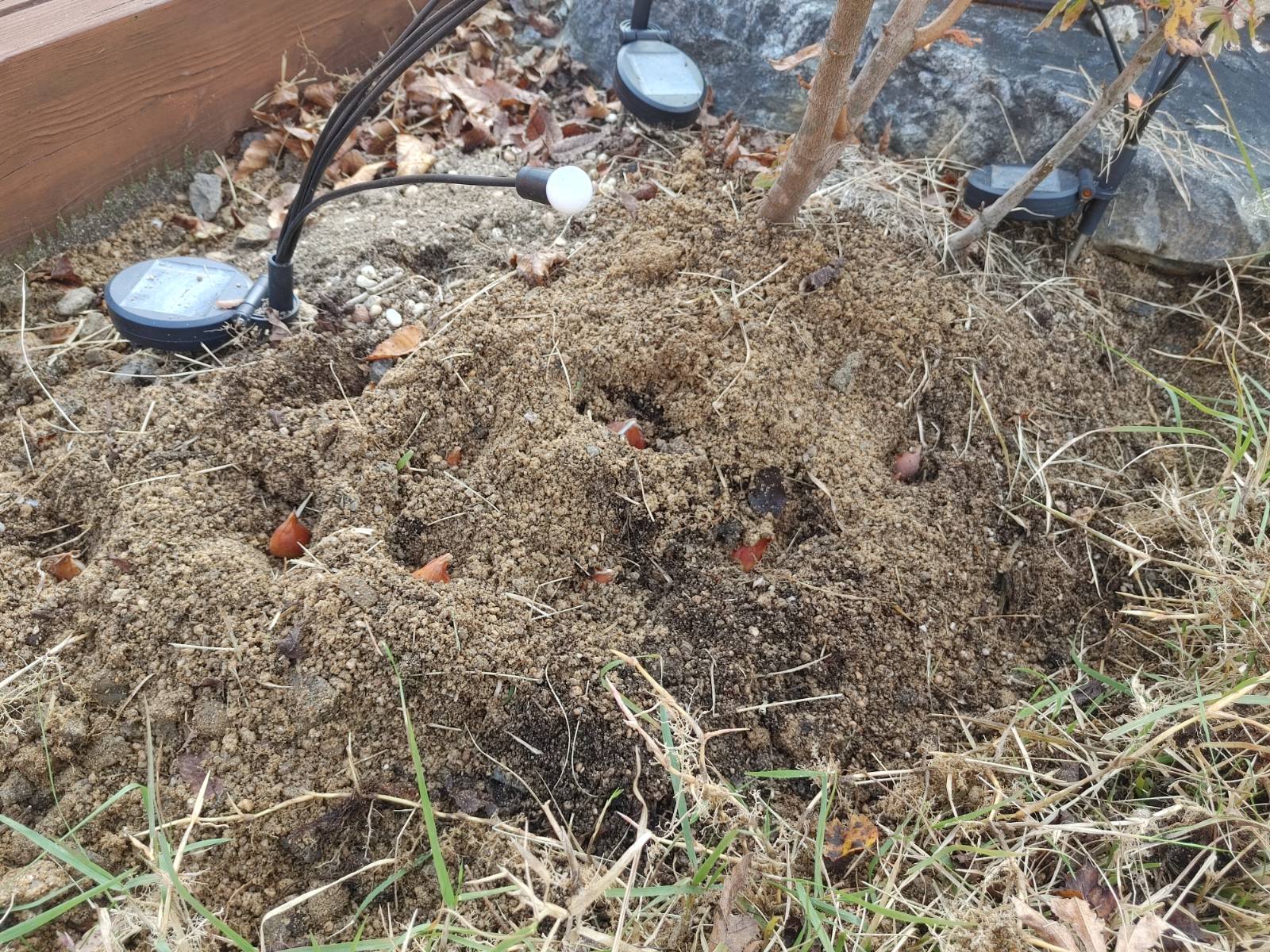 (이렇게 보니 마늘 같기도...)