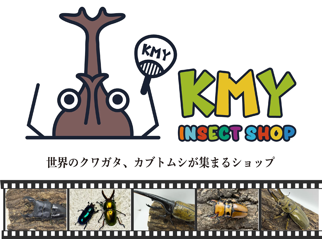 출처 :&nbsp;INSECT SHOP KMY