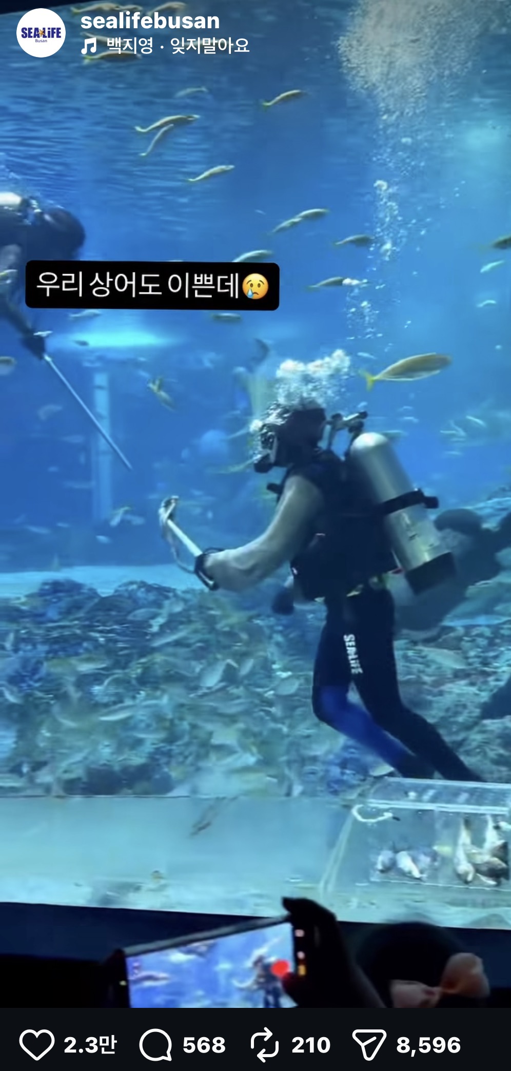 출처 : 부산아쿠아리움 인스타그램