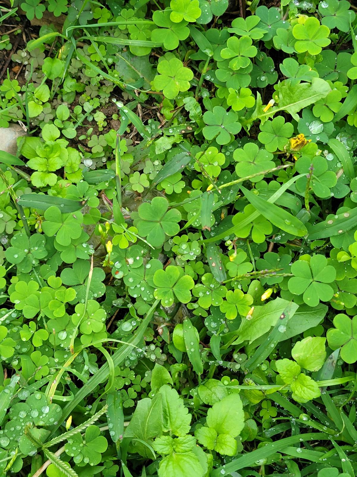 야생의 호랑이와 호랑이 인형🐯의 썸네일 이미지