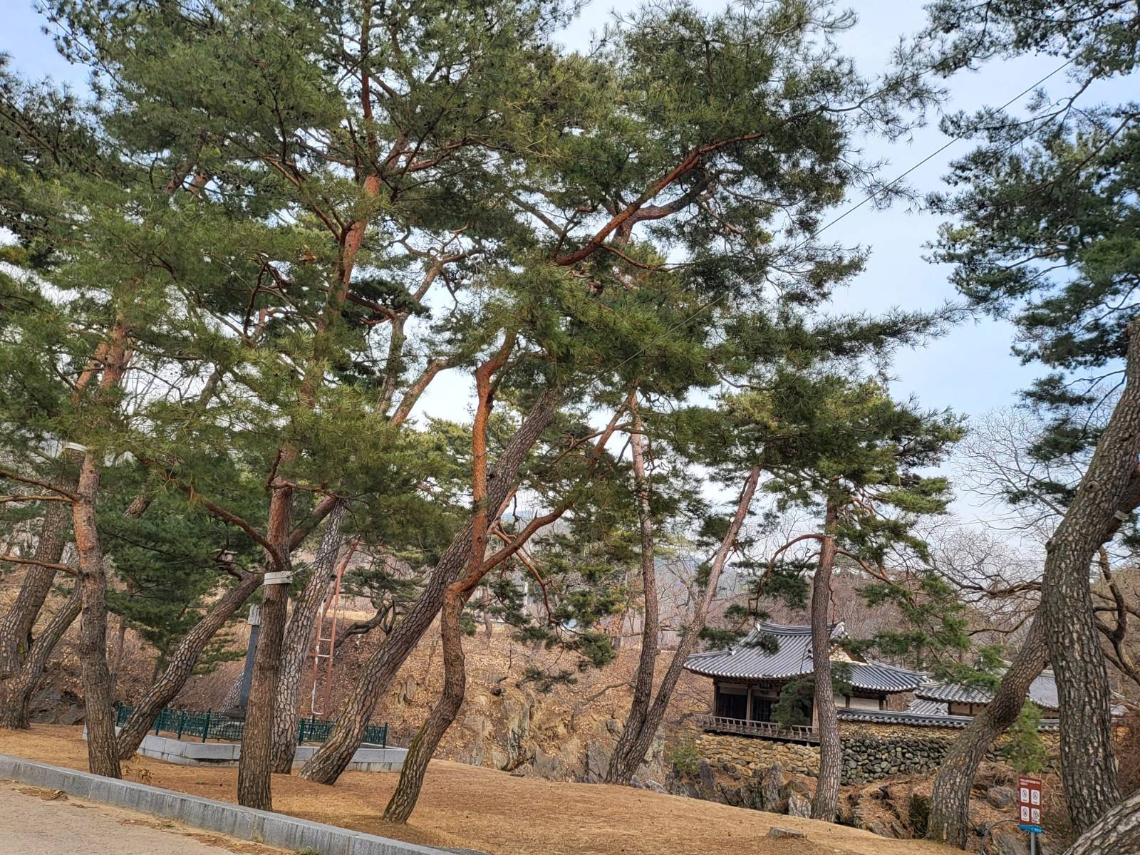 <예천 초간정 맞은편 송림> 세월을 머금고 굽이친 노송(老松)들이 호위하듯 감싸안은 초간정. 맑은 솔바람이 학문과 수양의 공간을 채운다. (2023.02.06.)