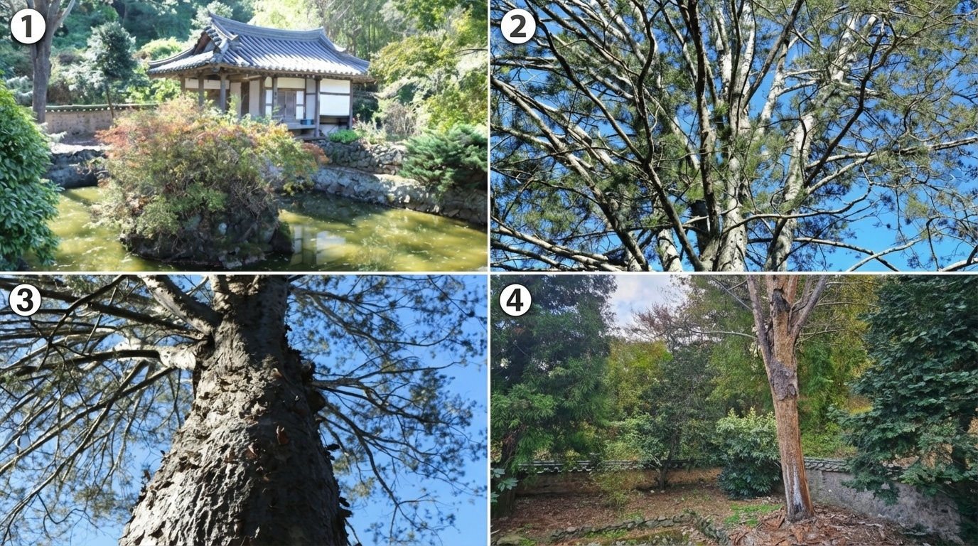 <밀양 서고정사 한서암의 백송> ❶ 한서암과 활수당, 중도와 어울리는 조화로 건재했던 백송, 한서암의 기와지붕을 높게 서서 살피고 있다. 사진 :(https://blog.naver.com/miryangsi/222128327721, 2020.10.30.)❷ 푸른 하늘을 향해 뻗은 건강한 백송의 수관 - 생명력 넘치던 2020년까지의 모습 (사진 :https://blog.naver.com/miryangsi/221858668822, 2020.4.15.)❸ 특유의 백색 수피를 간직한 백송의 줄기 - 세월의 흔적을 품은 질감 (https://blog.naver.com/miryangsi/222128327721, 2020.10.30.)❹ 재선충의 집중 포화로 고사목이 된 백송 - 2024년 11월 13일, 침묵 속에 선 나무 (필자 촬영), 서고정사 한서암의 수호자였던 백송은 이제 생태적 재난의 증인으로 우뚝 서 있다. 이 기록은 지키지 못한 조경헤리티지에 대한 슬픔이고 경종이다.