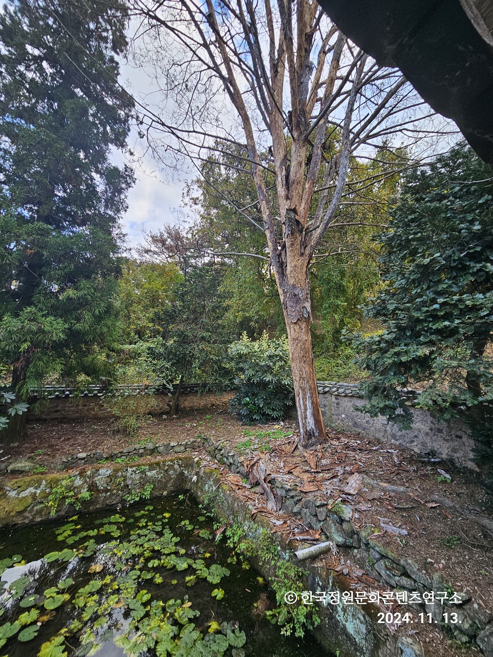 <활수당 주변 백송> 재선충의 피해로 고사목이 되어 자리를 지키고 있는 된 한서암의 백송 (2024.11.13.)