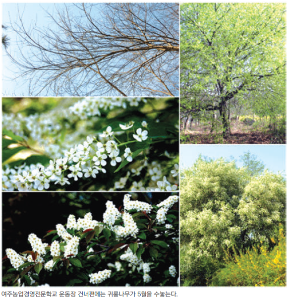 귀룽나무의 썸네일 이미지