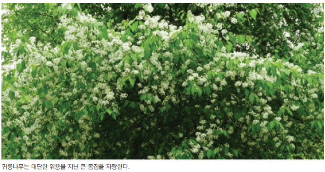 온형근, 조경수목 문화콘텐츠, 드림북, 2019, 155쪽