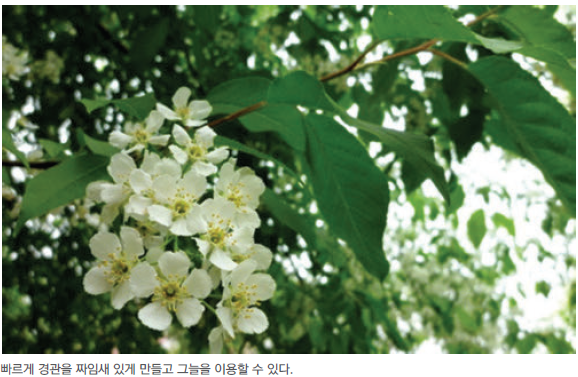 온형근, 조경수목 문화콘텐츠, 드림북, 2019, 155쪽