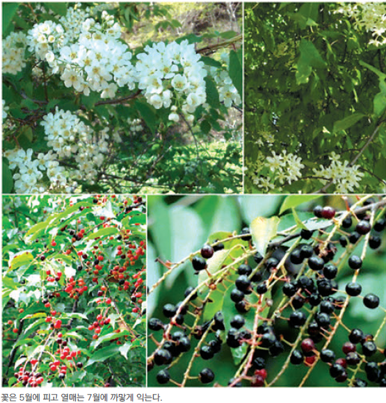 온형근, 조경수목 문화콘텐츠, 드림북, 2019, 158쪽