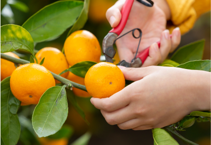 μΆμ² : μ μ£Όκ΅μ κ°κ·€λ°λν