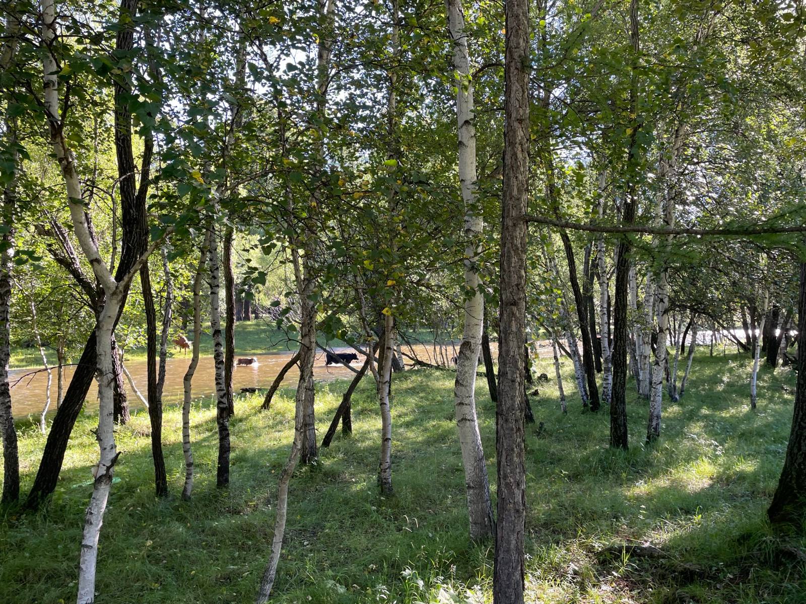 숲 속에서 강을 가로지르는 젖소들을 만났다.