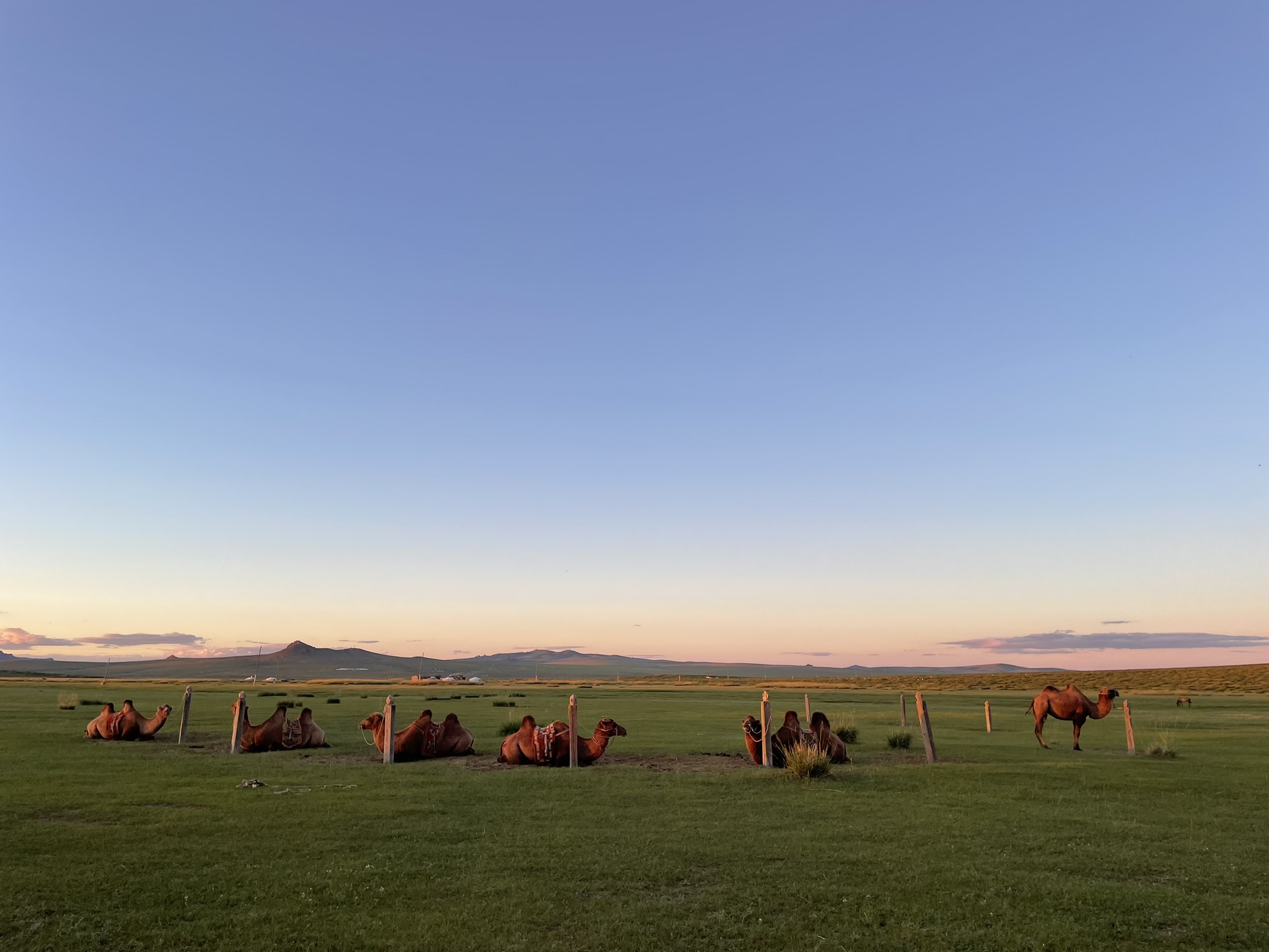 게르 옆에는 낙타를 포함한 방목 동물들이 함께 였다.