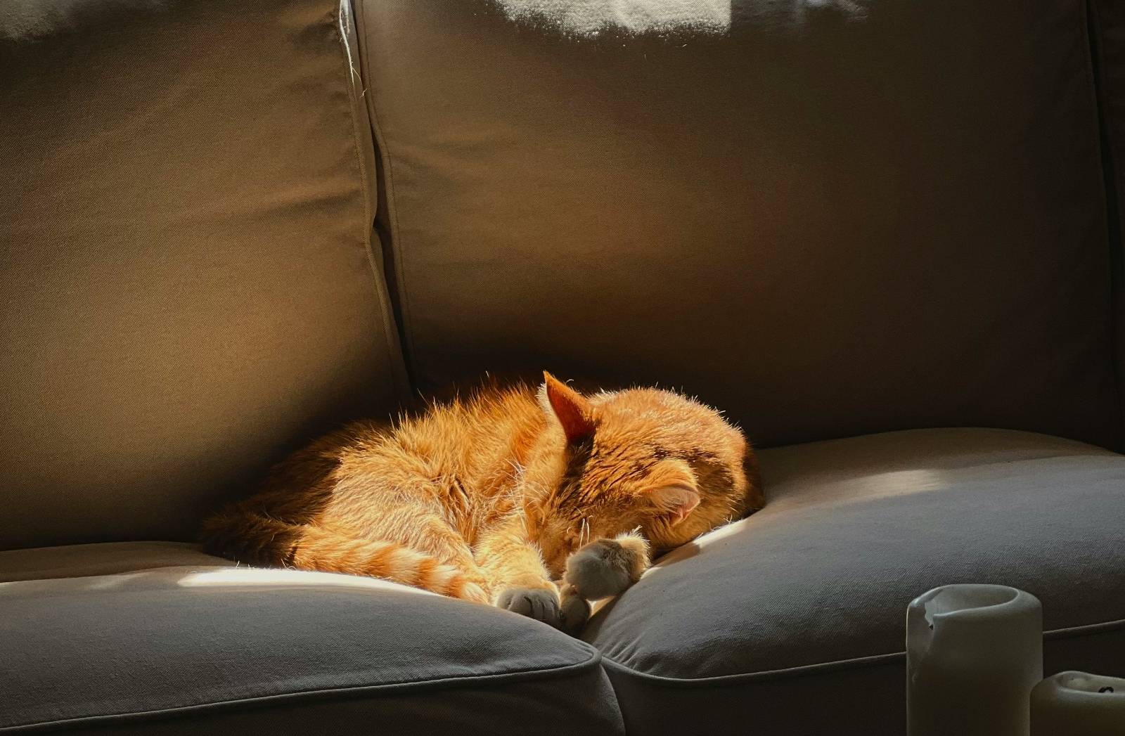 잠만보의 생존 기술의 썸네일 이미지