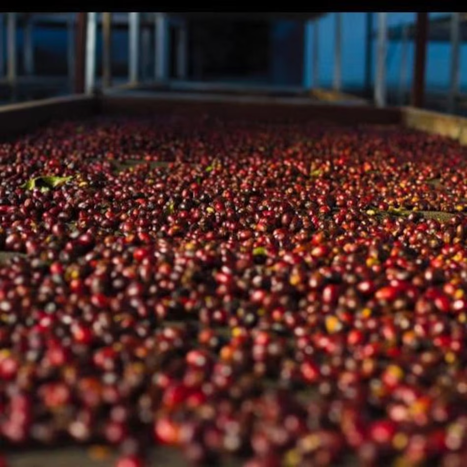 &nbsp; Comprador de Corea del Sur paga $14,710 por kilo de café geisha panameño&nbsp;&nbsp;