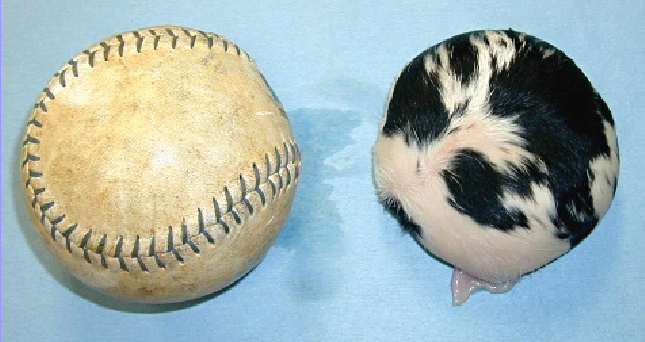 살아있는 듯 살아있지 못한 둥그런 살덩어리의 썸네일 이미지