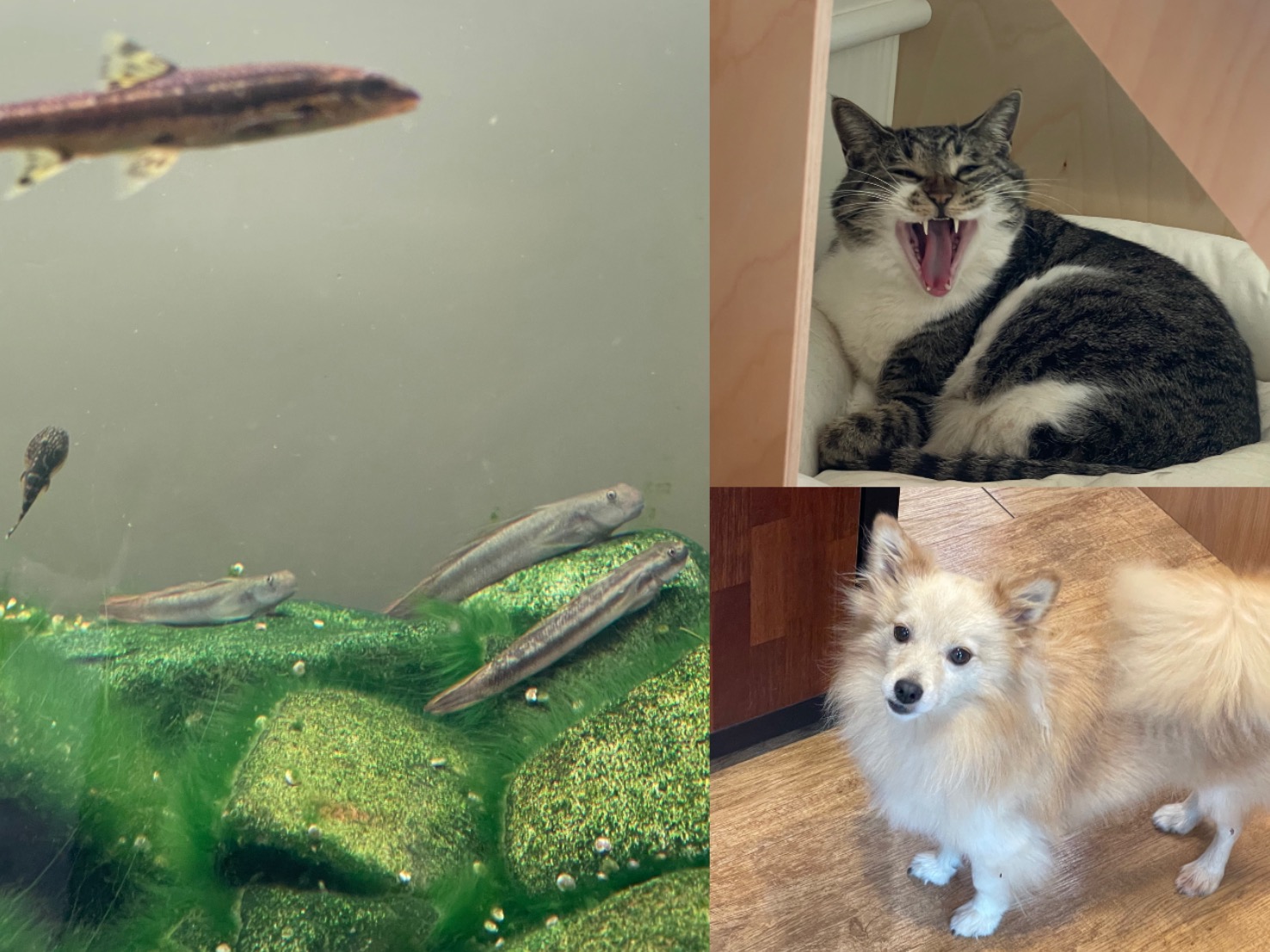 ์ผ์ชฝ๋ถํฐ ์๊ณ๋ฐฉํฅ์ผ๋ก. ๋ง๋ฅ์ด ๊ฐ์กฑ, ๋ง์์ด, ๋ง๋ฃจ.