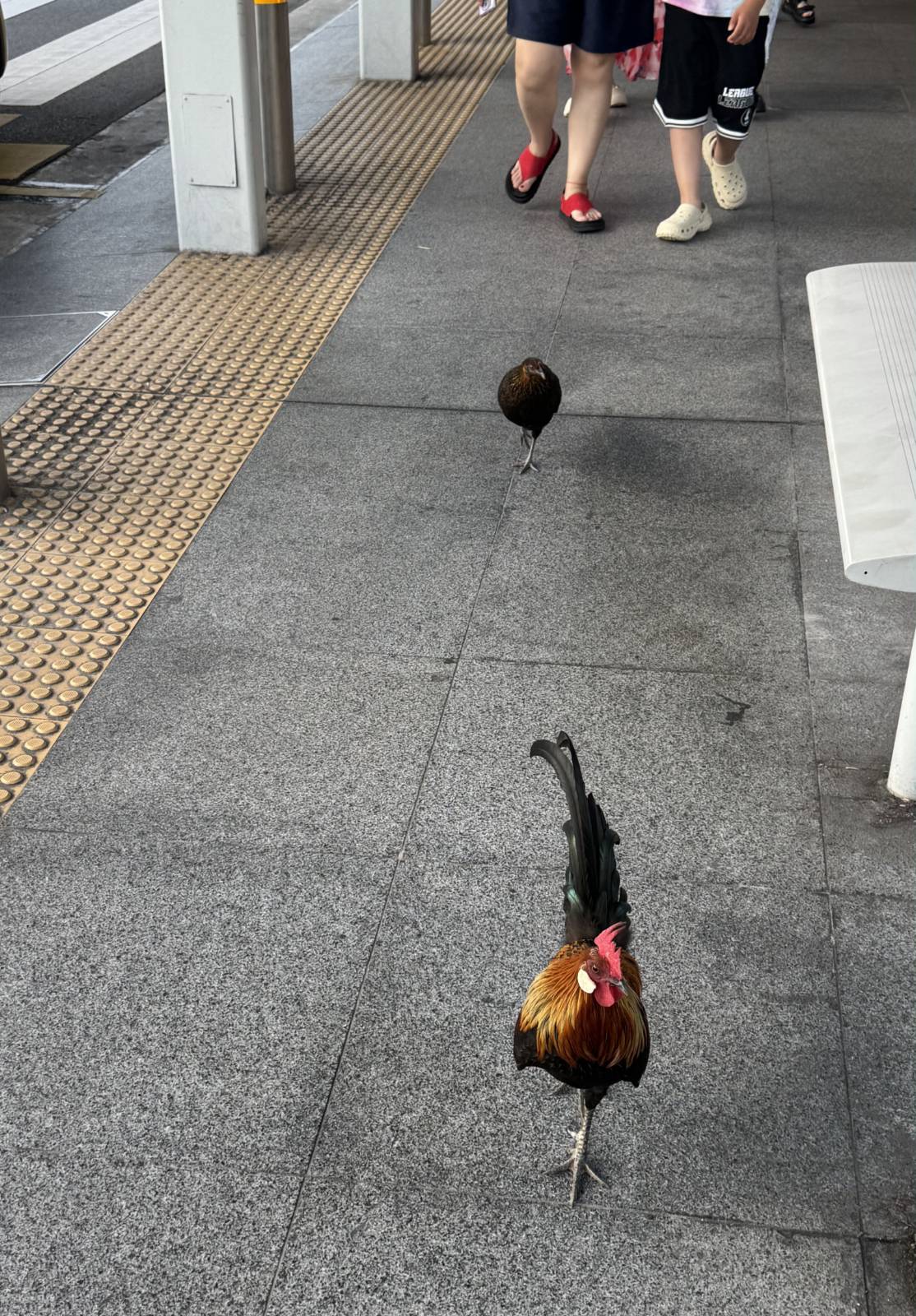 싱가포르 버스 정류장 주변을 돌아다니는 길거리 닭, 인간의 교통 공간과 동물의 생활권이 겹쳐지는 장면[4] ©조담빈

