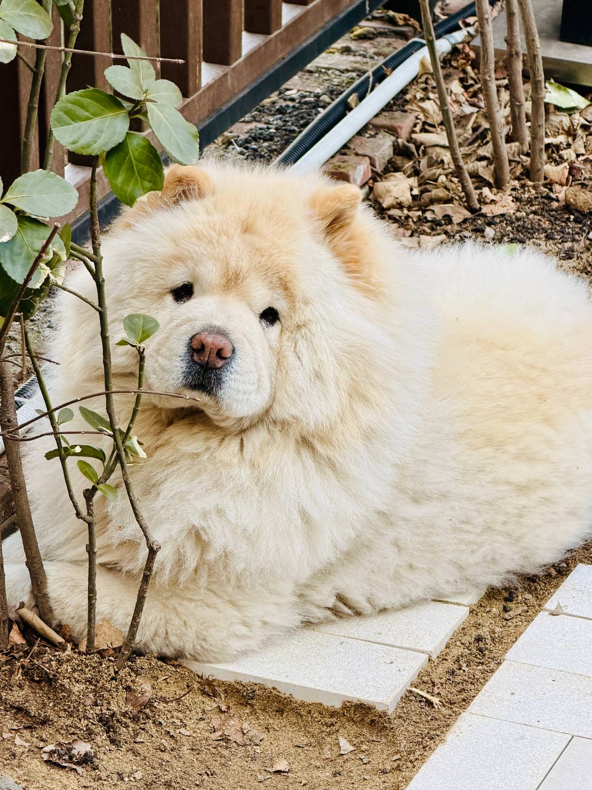 시크한 8살 차우차우 공주님 🦁&nbsp;©REDBUSBAGMAN