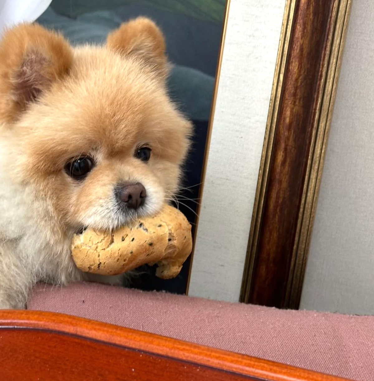 환희지님과 30대를 함께한 반려견 '춘삼이'