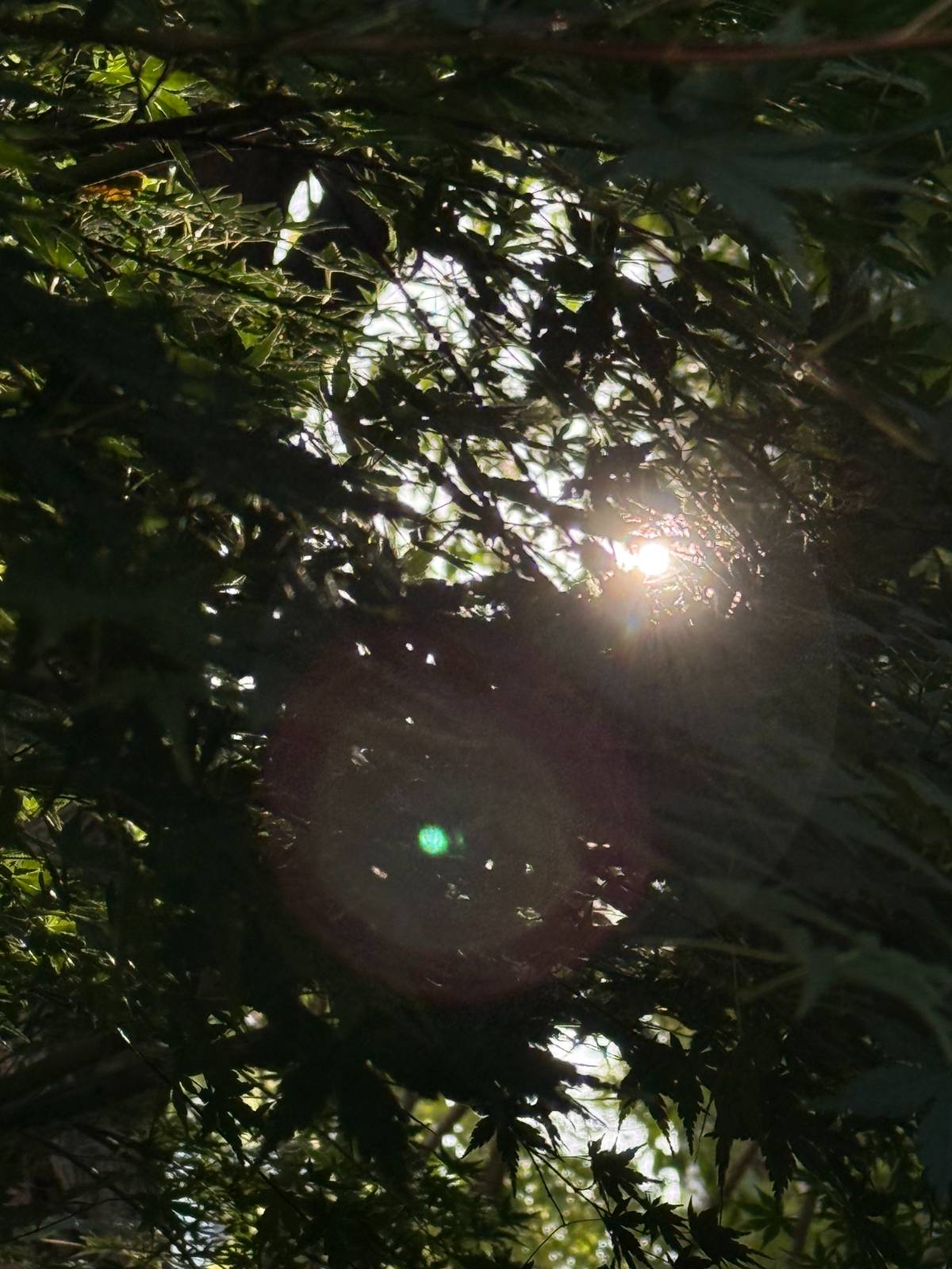 저만의 '코모레비'를 포착해 보았습니다.