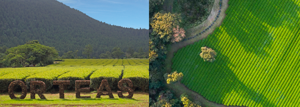 이미지 출처 : 올티스 공홈