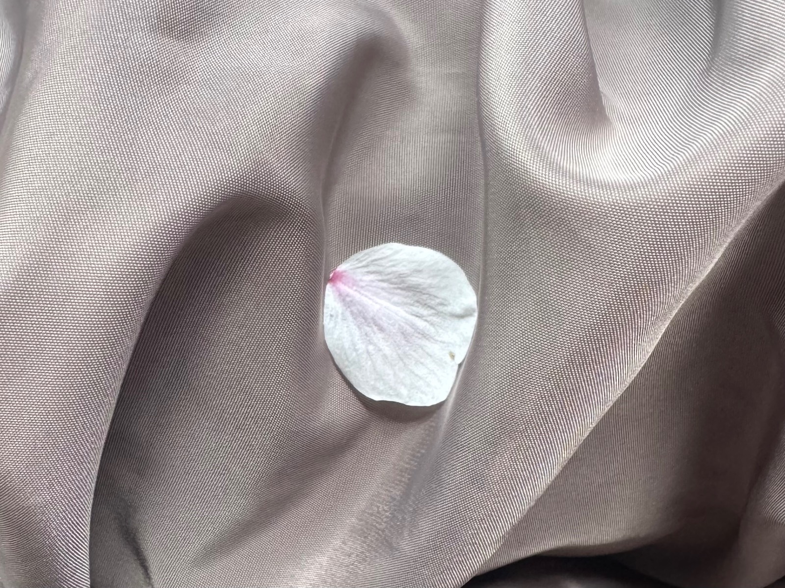 올봄, 창밖에서 제 팔 안쪽으로 날아온 벚꽃잎