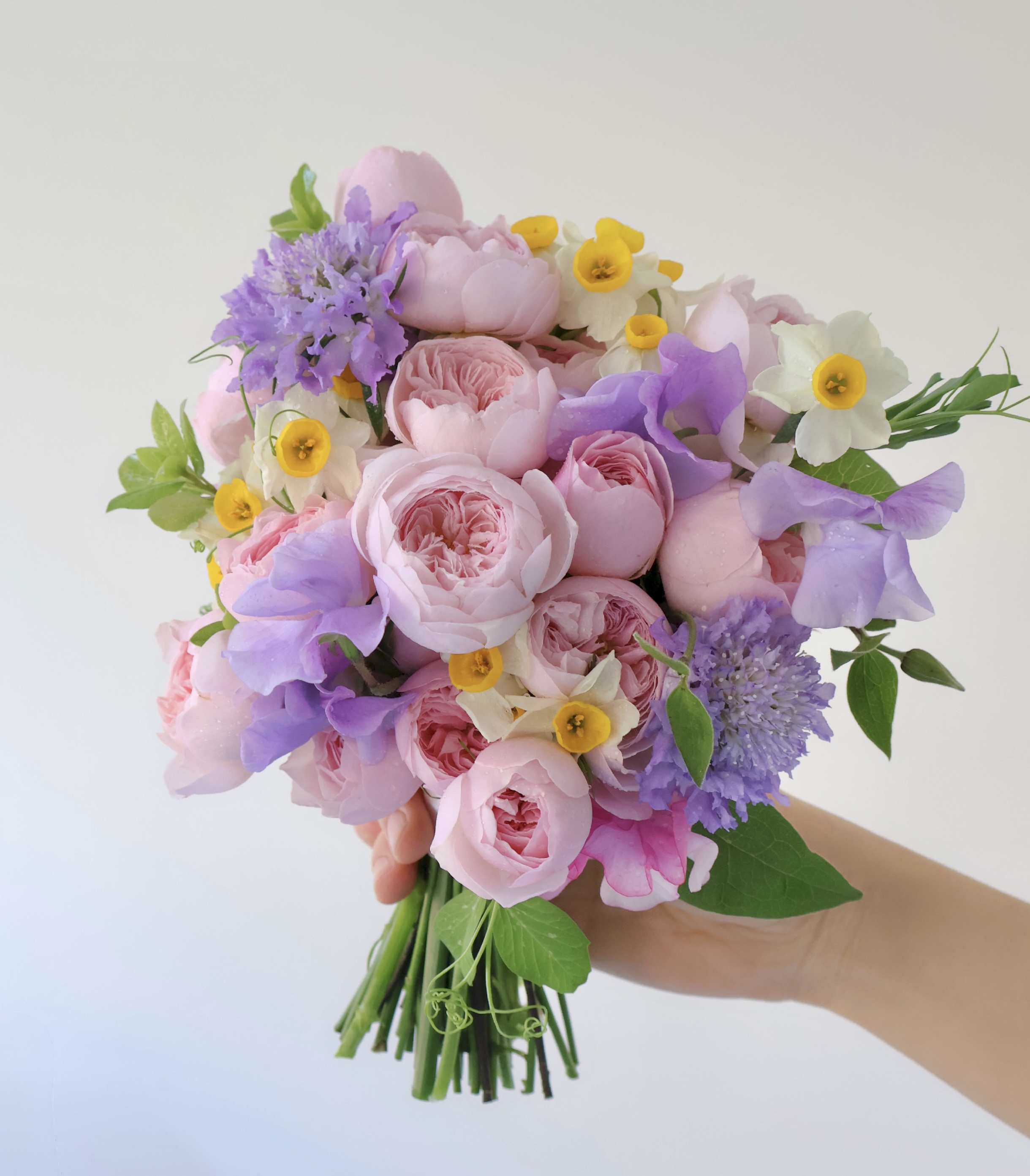 보라색 스위트피 나풀 거리는 거 찾으셨나요? 손으로 잡은 줄기 부분에 꼬불거리는 덩굴이 바로 국산 스위트피!