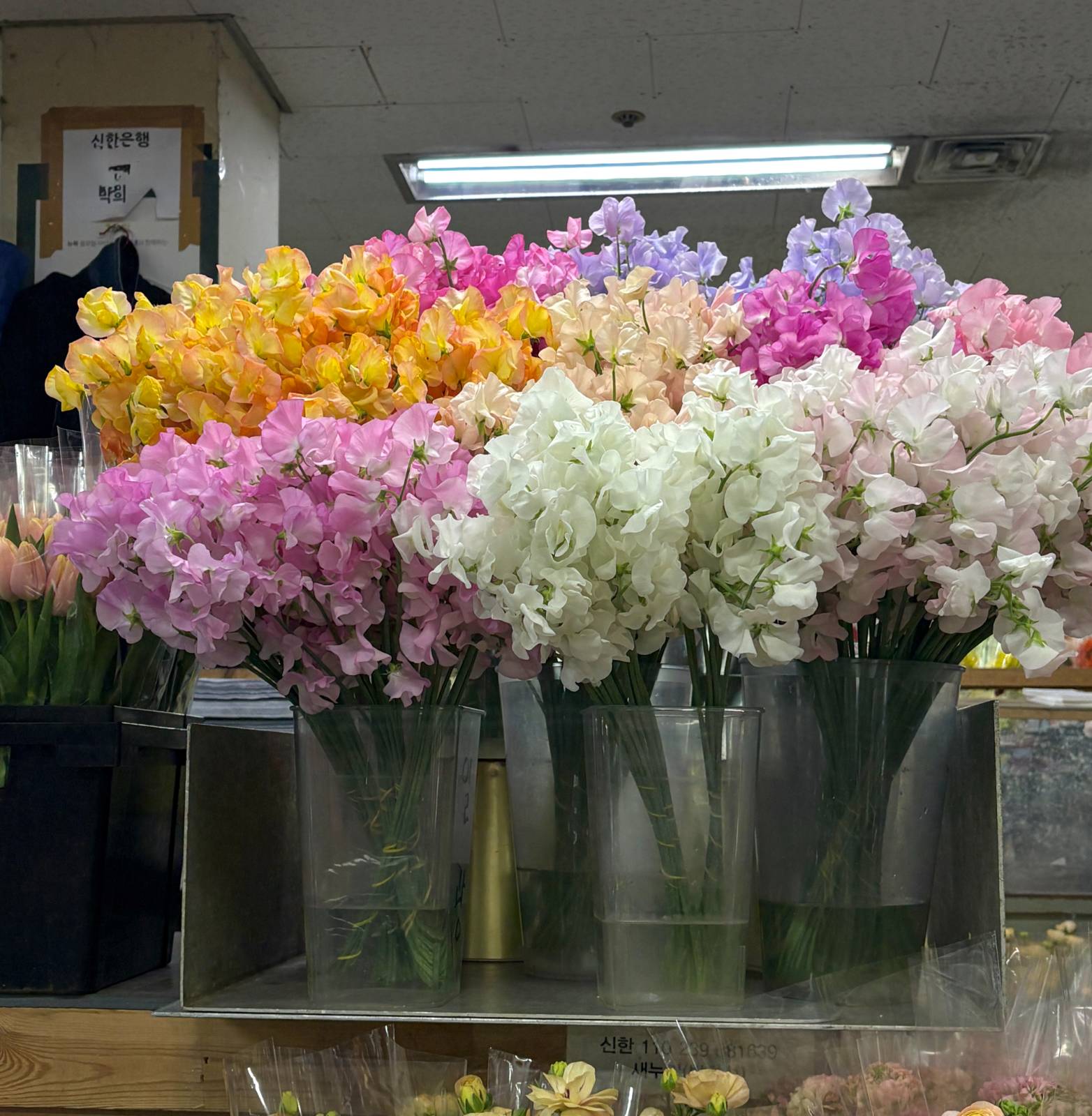 시장에서 볼 수 있는 여러가지 컬러의 스위트피들